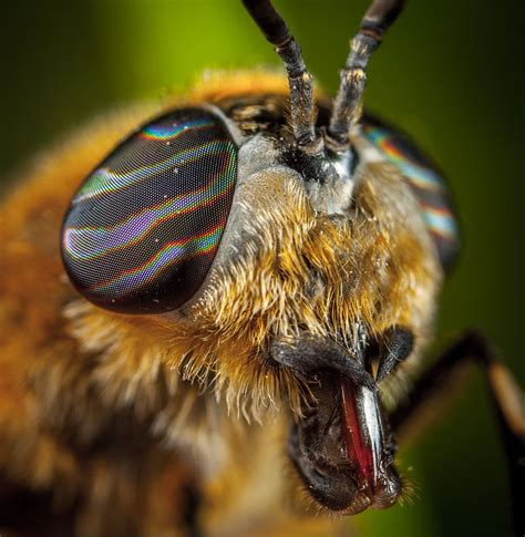 HD wallpaper: Close-Up Photo Of Insect, bee, bug, eyes, hairy, horse-fly, little | Wallpaper Flare