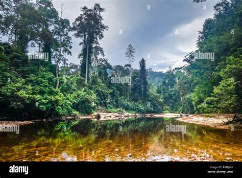 River in Jungle rainforest. Taman Negara national park, Malaysia Stock ...