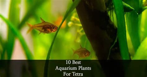 10 Best Aquarium Plants For Tetra Fish - Tetra Fish Care