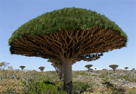 DRAGON'S BROTHER, SOCOTRA ISLAND's millennium tree