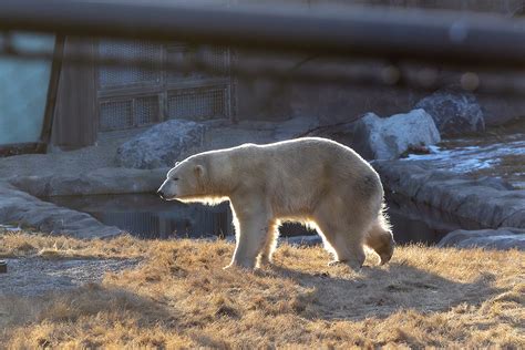 Wild Canada Calgary Zoo | LiveWire Calgary