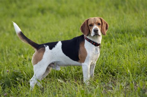 Dog Breed Highlight: Beagles — Sportsman's Pride