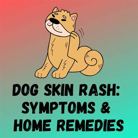 10 Dog Skin Rash: [Causes, Symptoms, Home Remedies]