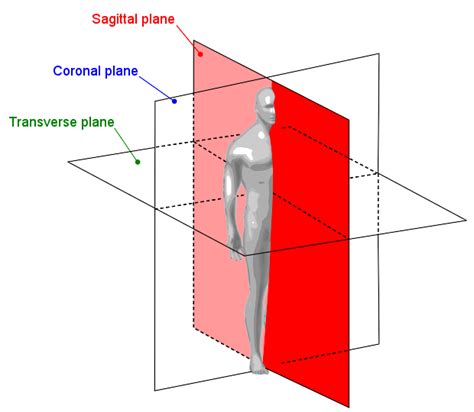 1.2D: Body Planes and Sections - Medicine LibreTexts