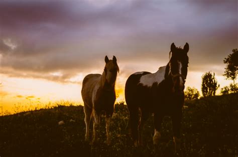 Free stock photo of horse, sunset