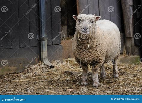 Southdown Sheep stock photo. Image of wool, rustic, barnyard - 29408732