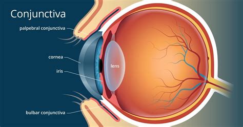 Conjunctiva: What It Is and Its Function, Anatomy, and Eye Problems