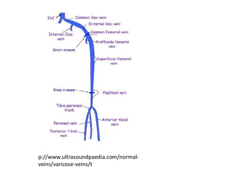 lower leg venous anatomy