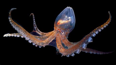 Glass Octopus - American Oceans