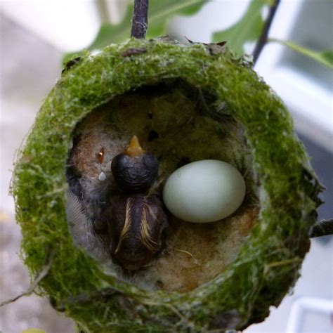 AVCR8TEUR'S PHOTO BLOG: June 2010 | Baby hummingbirds, Bird eggs, Beautiful birds