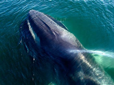 Balaenoptera physalus :: Imágenes y fotos