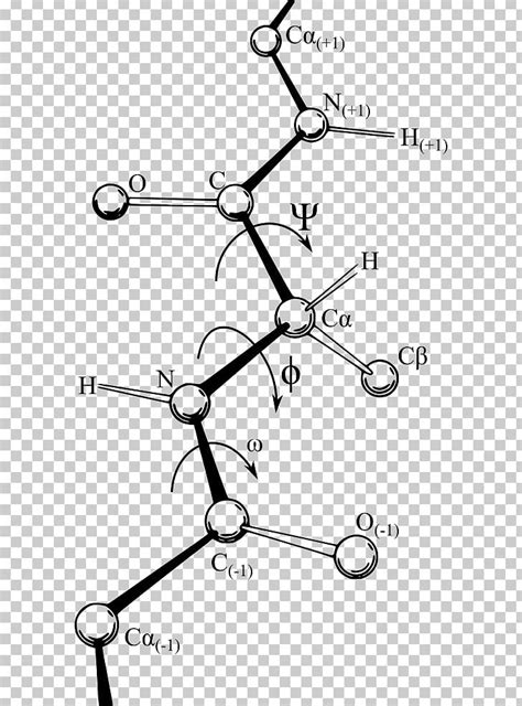 Ramachandran Plot Dihedral Angle Protein Structure PNG, Clipart, Alpha ...