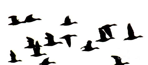 Geese In Flight Silhouette Photograph by Rrrose Pix