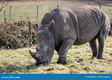 White rhino eating stock image. Image of rhino, graze - 29328857