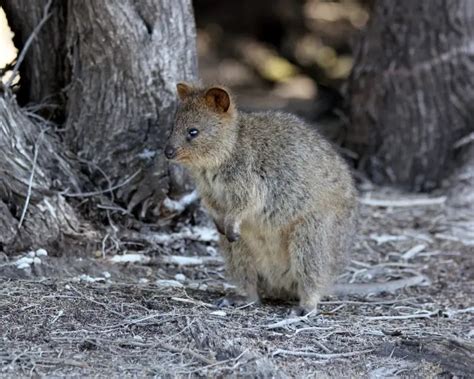 Quokka - Facts, Diet, Habitat & Pictures on Animalia.bio