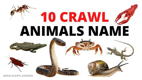 Crawling Animals List