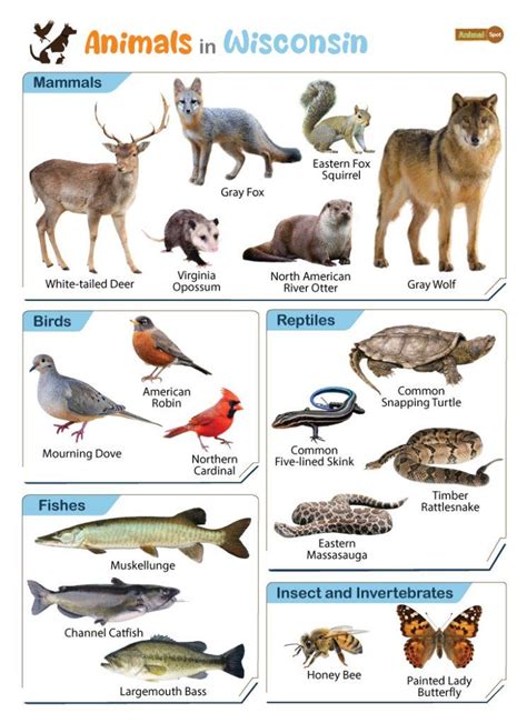 List of Animals That Live in Wisconsin (With Pictures)