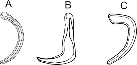 Spicule shape in Odontophora. A: Arcuate (e.g., O. articulata); B ...