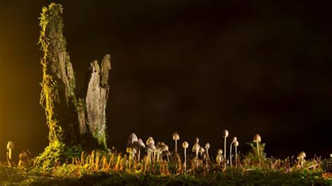 Make Gorgeous Polymer Mushroom Lights for a Magical Garden Effect - Garden and Happy