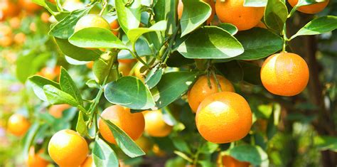 when to fertilize citrus trees in florida - Luciana Coy