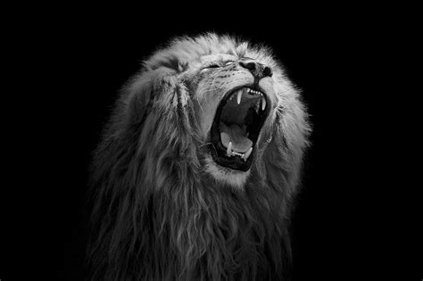 Roaring lion by Marton Szoke-Kiss / 500px