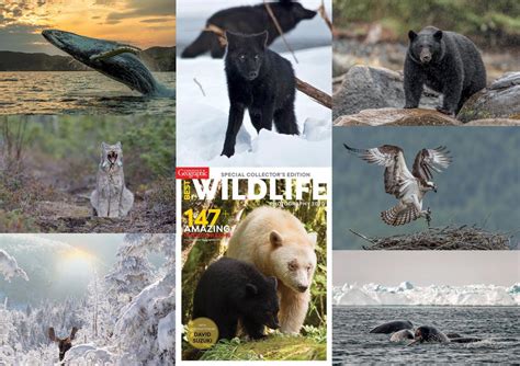 Photos: Best Wildlife Photography 2020 | Canadian Geographic