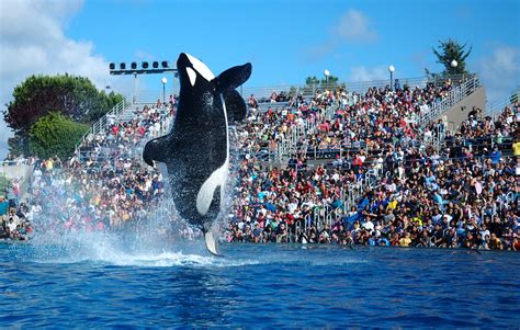 Shamu (spectacle SeaWorld) - Shamu (SeaWorld show) - abcdef.wiki