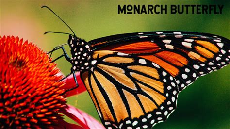 Monarch_mimicry - Untamed Science