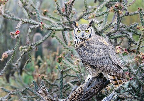 Desert Owl Photograph by Barbara Manis