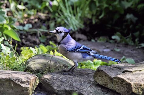 Birds from Behind : A Healthy Habitat Starts at Home...