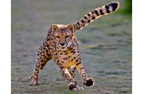 Cheetahs' speed is only half the story, study finds - CSMonitor.com