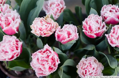 Between bridges and tulips in Amsterdam - Blog About Paris, Food & Travel