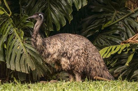 15 Fakta Menarik Burung Emu, Burung Asli Australia yang Punya Cakar Mirip Dinosaurus - Kids