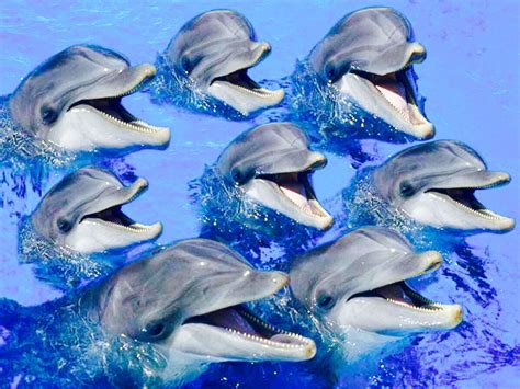 Dolphins laughing