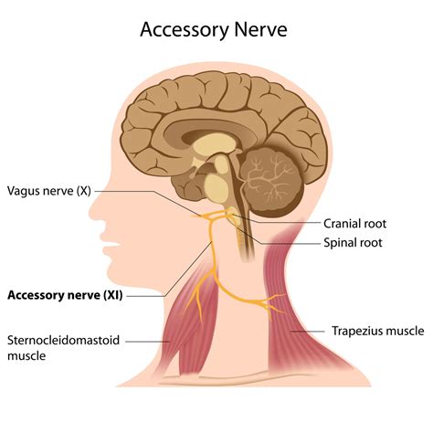 What Are Cranial Nerves? How Many Cranial Nerves Are There?