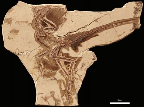 Species New to Science: [Paleontology • 2017] New Specimens of ...