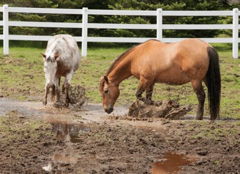 How to Identify & Treat Scratches in Horses – Equestrian Boots and Bridles