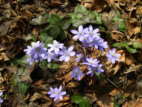 Hepatica nobilis – Ballyrobert Gardens