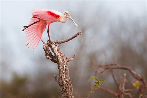 Roseate Spoonbill | Audubon Field Guide