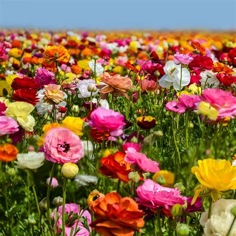 Ranunculus Tecolote Flower Fields Collection (30 Bulbs) - Walmart.com - Walmart.com