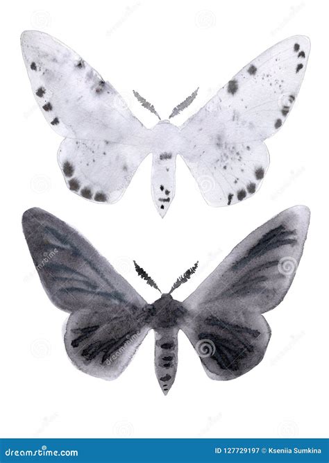 Peppered Moth Melanic Form Illustration On White. Royalty-Free Cartoon | CartoonDealer.com ...