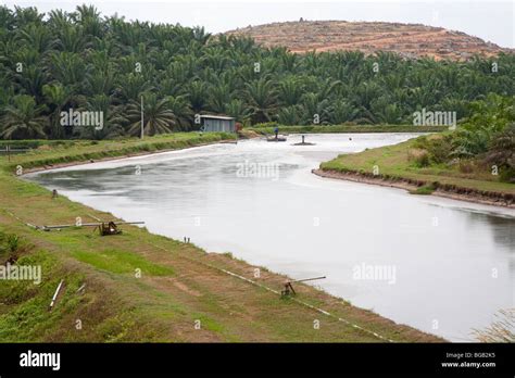 Anaerobic ponds hold palm oil mill effluent. The Sindora Palm Oil Mill, Malaysia Stock Photo - Alamy