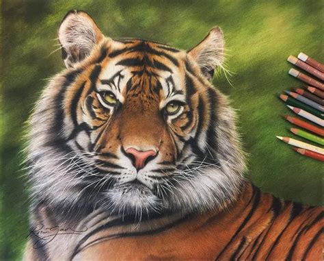 Realistic Color Pencil Animal Drawings | Color pencil drawing, Pencil ...