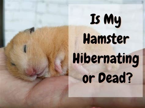 Is My Hamster Hibernating or Dead? Hamster Hibernation Explained - The ...