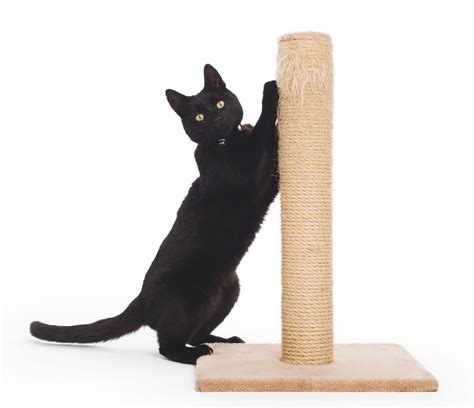 All You Need to Know About Scratching Posts - Cat Friendly Homes