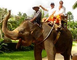 Elephant Safari India in New Delhi | ID: 7193619097