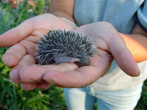 A Baby Hedgehog: From Birth to Weaned - Heavenly Hedgies