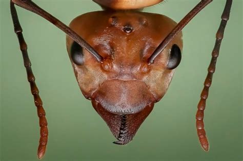 All about ants – brainy 'Superwomen' of the insect world - Welcome Wildlife