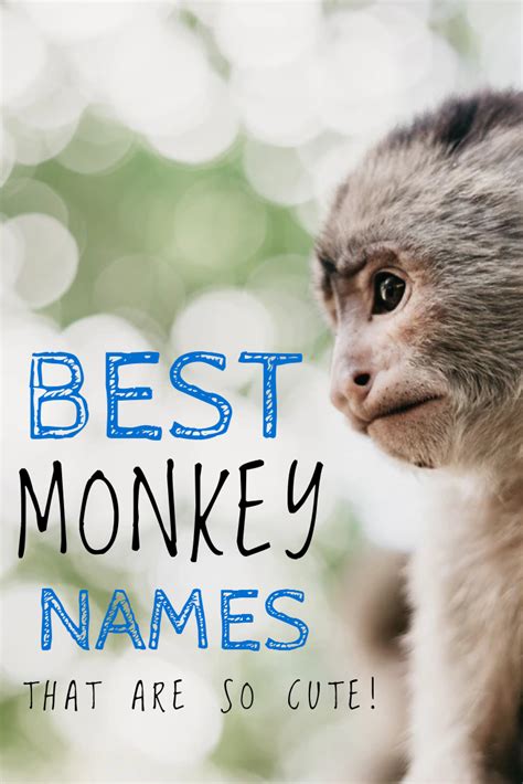 200+ Best Monkey Names that are Cute for Boy & Girl Monkeys