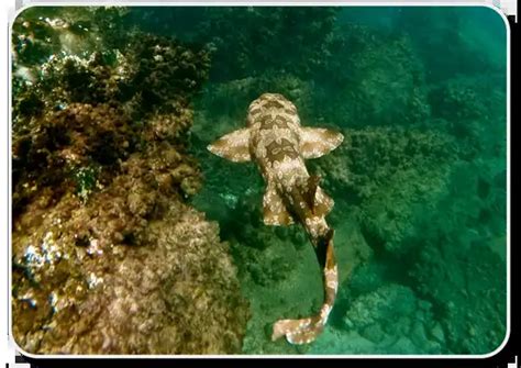 Spotted Wobbegong – Facts, Size, Diet, Pictures